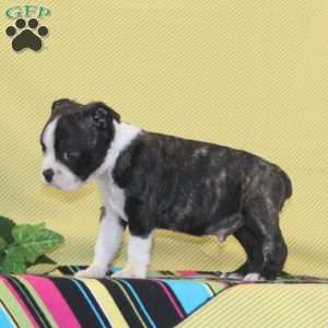 Texas, Boston Terrier Puppy